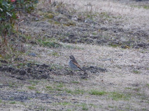 粕川38_ツグミ06