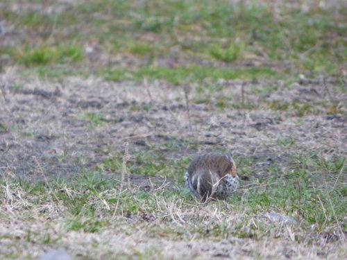 粕川38_ツグミ07