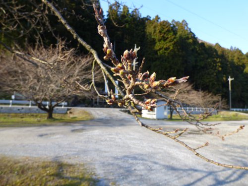 粕川40_桜の木