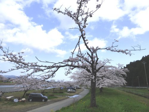 粕川42_折れた桜