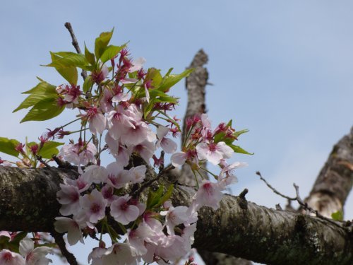 粕川43_折れた木も葉桜