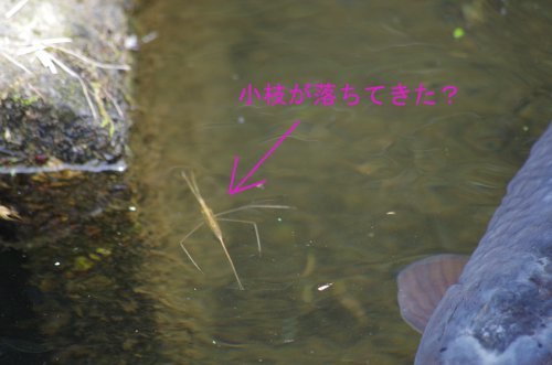 粕川48_ミズ水カマキリ
