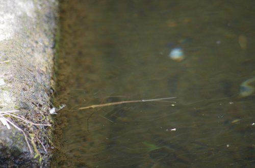 粕川48_ミズ水カマキリ2
