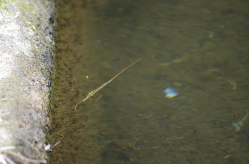 粕川48_ミズ水カマキリ3