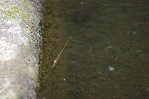 粕川48_ミズ水カマキリ4