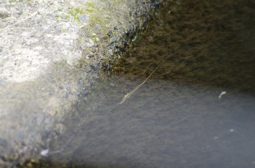 粕川48_ミズ水カマキリ5
