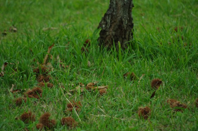 公園で写真4_栗
