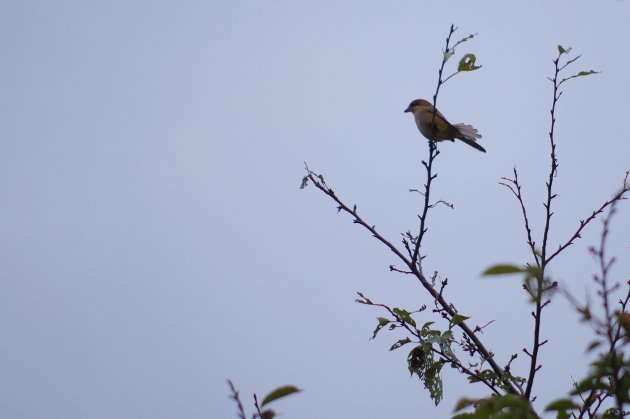 公園で写真4_鳥