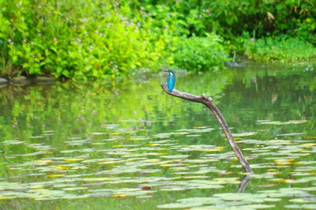 公園で写真6_カワセミ02