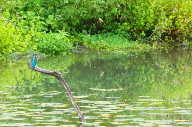 公園で写真6_カワセミ03