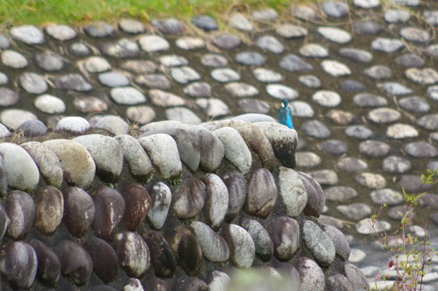 公園で写真6_カワセミの背中