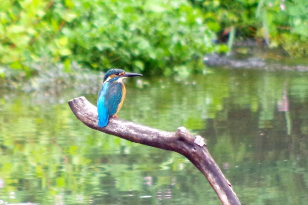 公園で写真6_カワセミ04