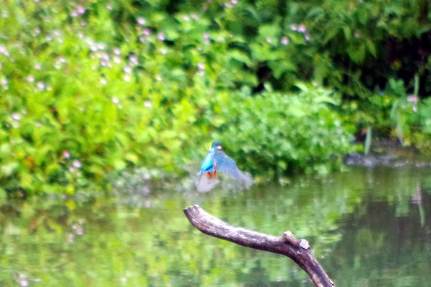 公園で写真6_カワセミ05