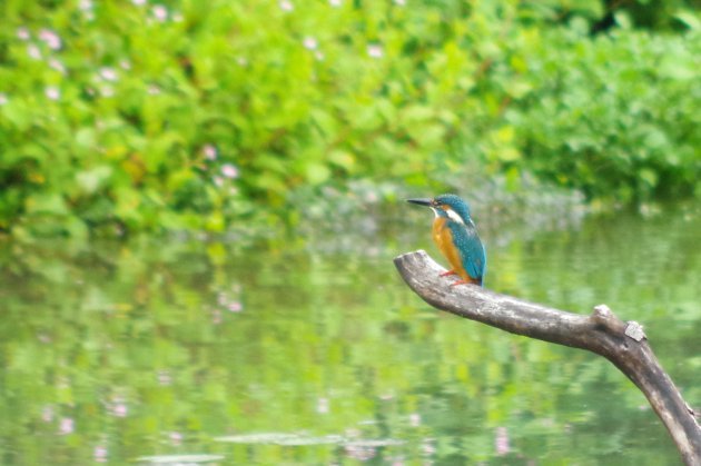 公園で写真6_カワセミ01