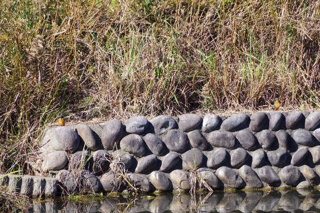 公園で写真10_カワセミ02