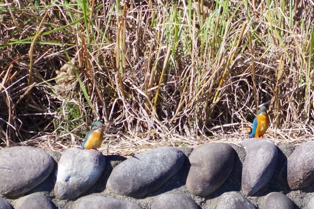 公園で写真10_カワセミ03