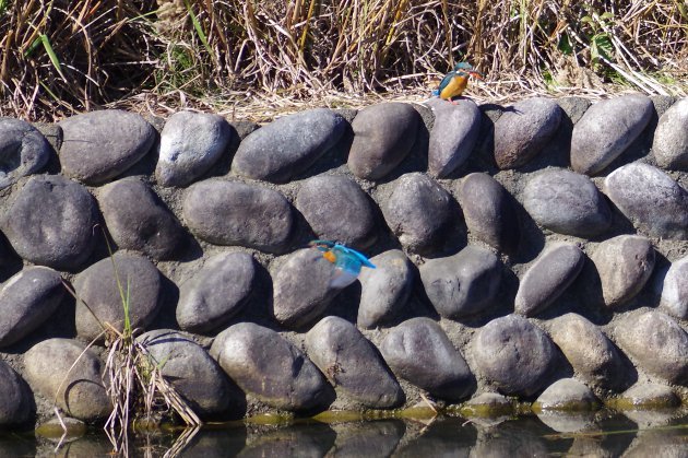 公園で写真10_カワセミ04