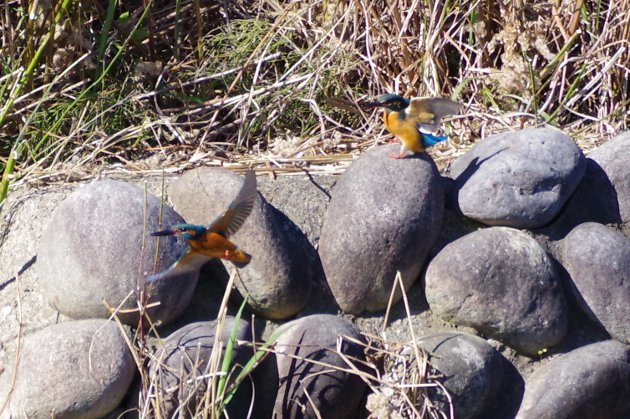 公園で写真10_カワセミ05