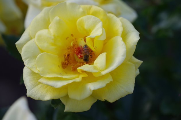 秋の花フェスタ岐阜公園のバラ01