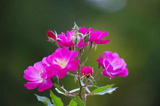 秋の花フェスタ岐阜公園のバラ02