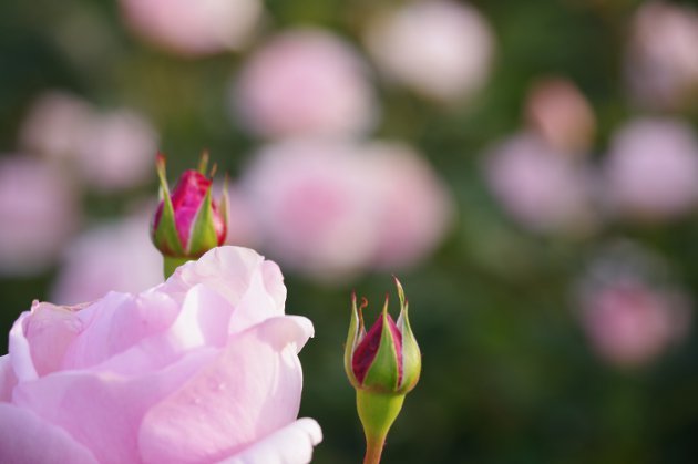 秋の花フェスタ岐阜公園のバラ10