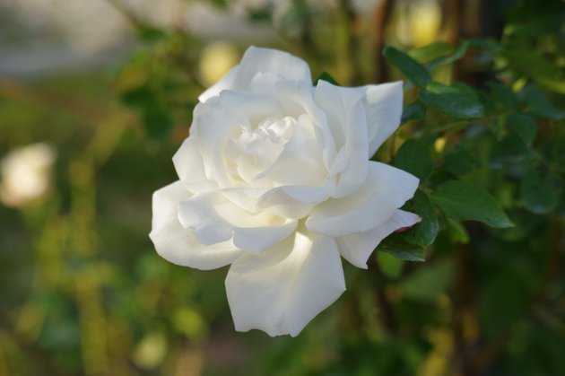 秋の花フェスタ岐阜公園のバラ12