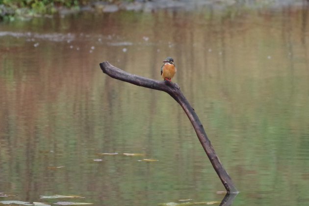 公園で写真12_カワセミ02