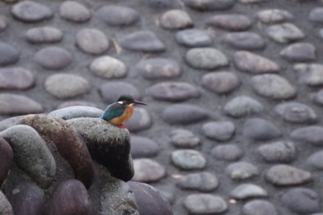 公園で写真12_カワセミ03