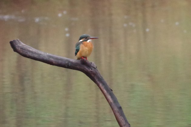 公園で写真12_カワセミ04