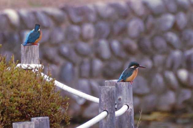 公園で写真13_カワセミ01