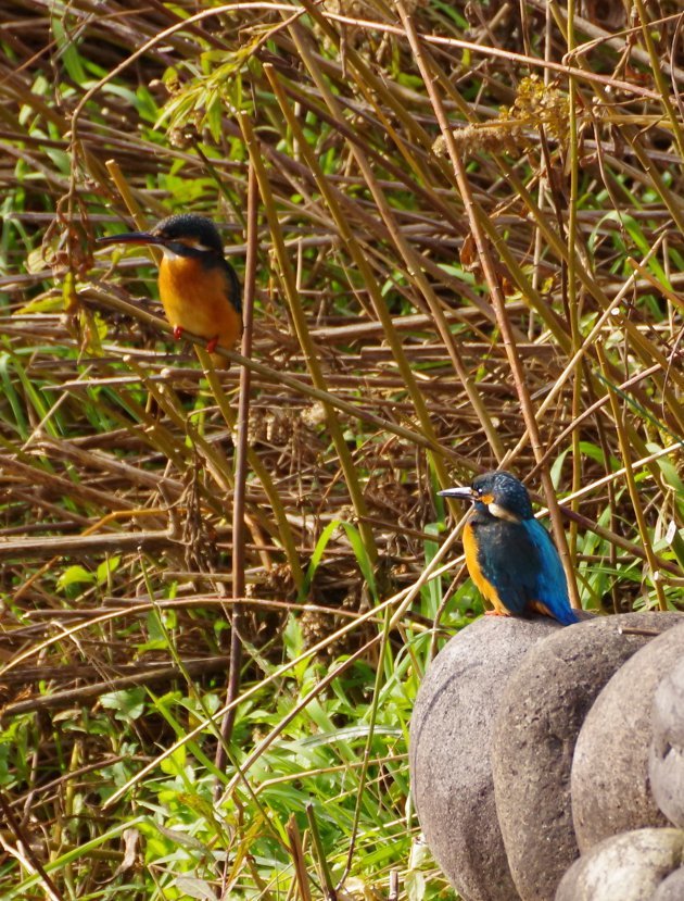 公園で写真14_カワセミ01