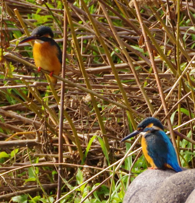 公園で写真14_カワセミ04