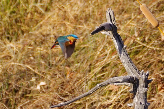 公園で写真17_カワセミ03