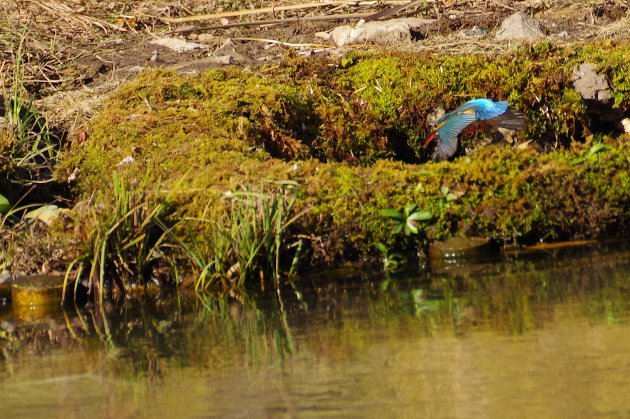 公園で写真17_カワセミ02