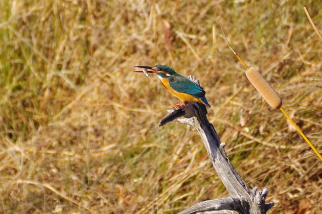 公園で写真17_カワセミ04