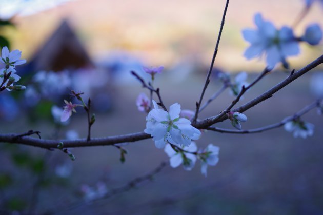 桃太郎公園05_桜の花