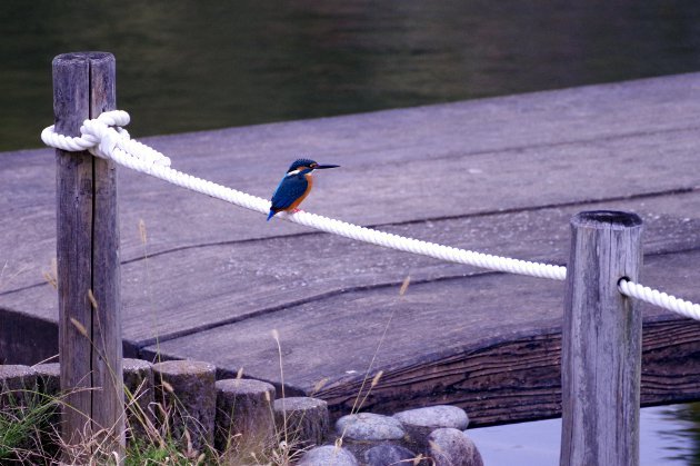 公園で写真18_カワセミ02