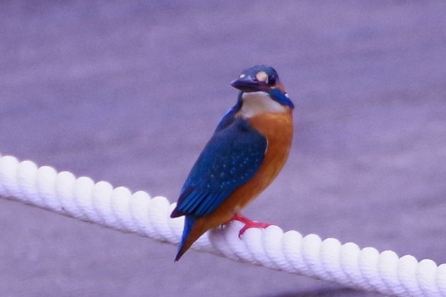 公園で写真18_カワセミ04