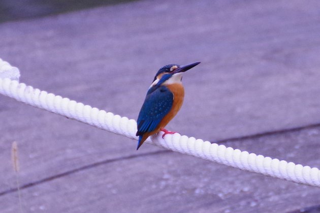 公園で写真18_カワセミ03