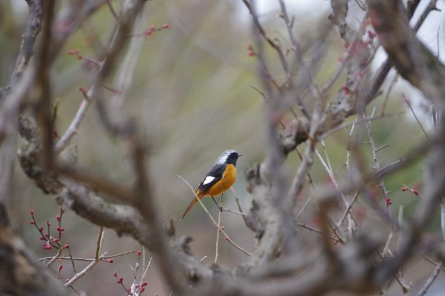 公園で写真24_ジョウビタキ02