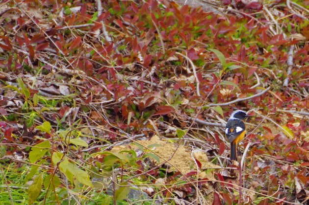 公園で写真24_ジョウビタキ04