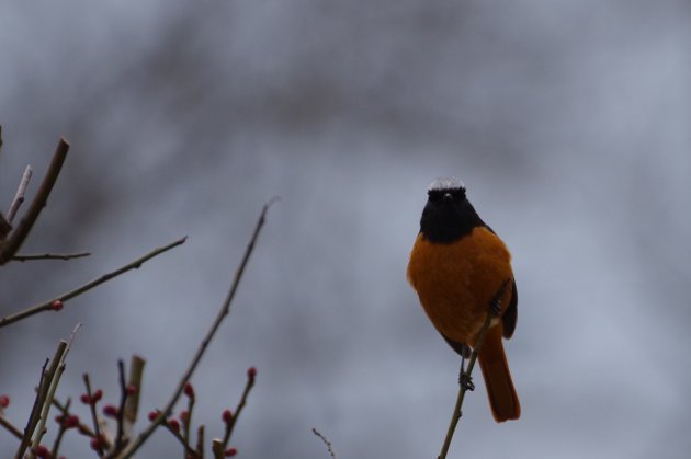 公園で写真24_ジョウビタキ03