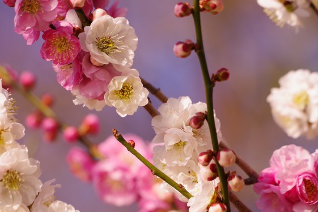 桃太郎10_白とピンクの桜