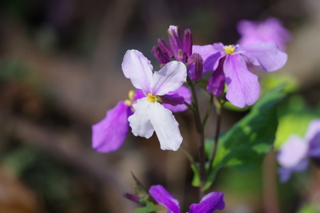 桃太郎11_白と紫の花