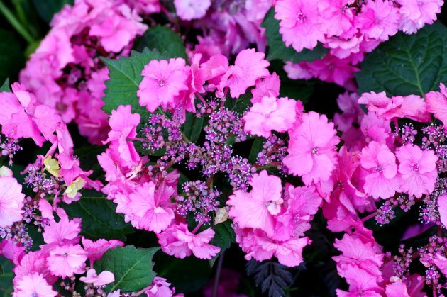 花フェスタ記念公園ローズフェスティバル_花02