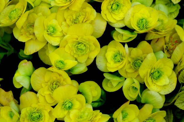 花フェスタ記念公園ローズフェスティバル_花04