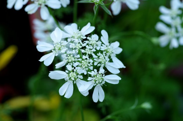 花フェスタ記念公園ローズフェスティバル_花05
