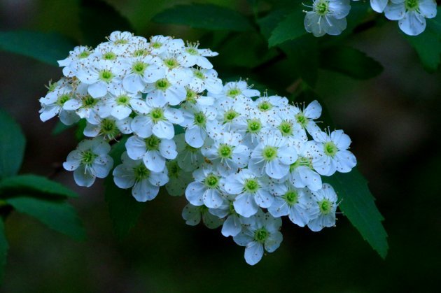 花フェスタ記念公園ローズフェスティバル_花06