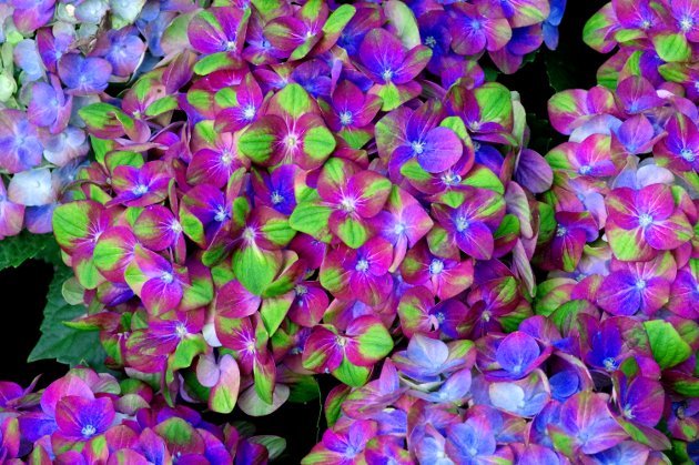 花フェスタ記念公園ローズフェスティバル_花07