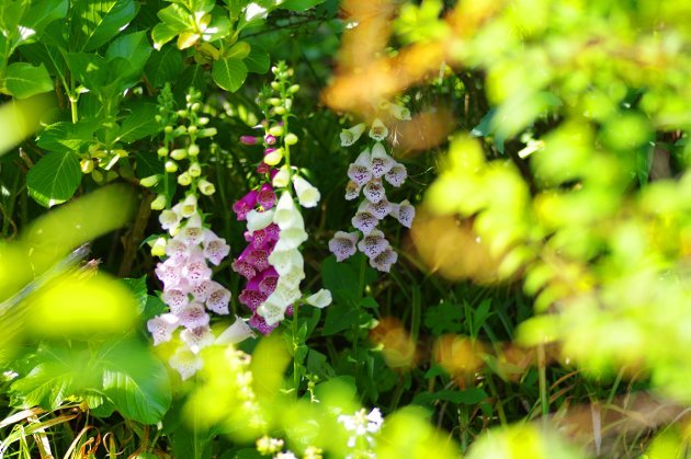 花フェスタ記念公園ローズフェスティバル_花08